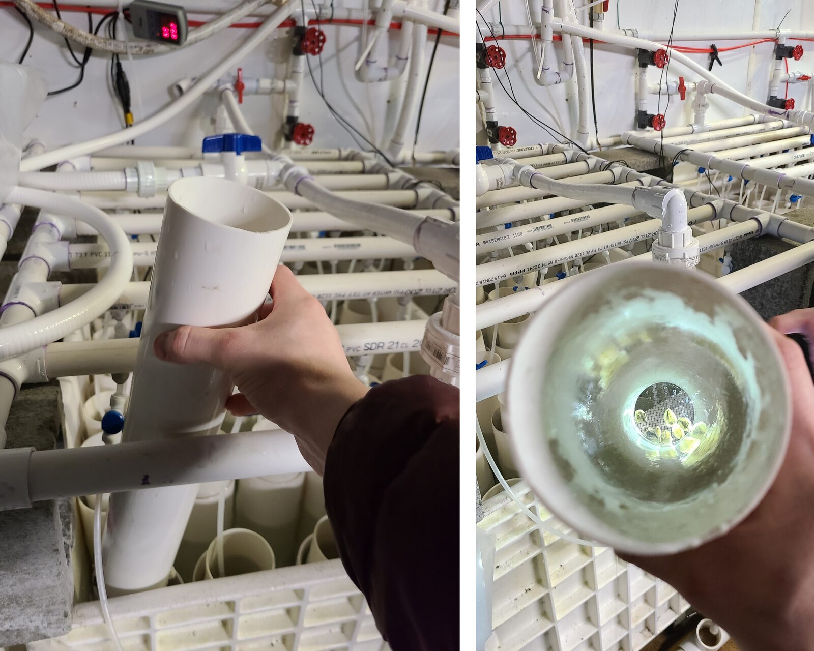 Juvenile oysters inside the silos